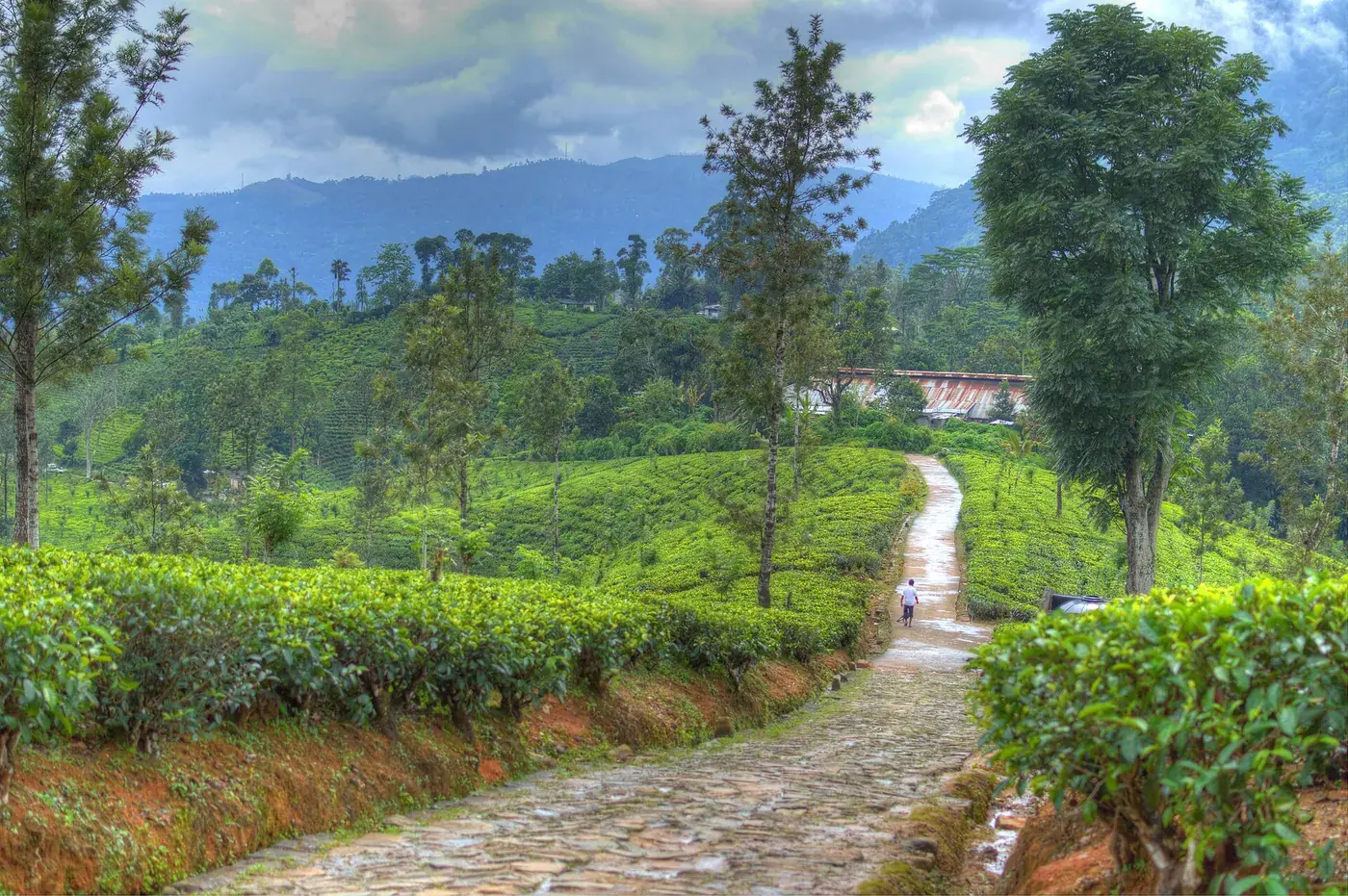 Nuwara Eliya