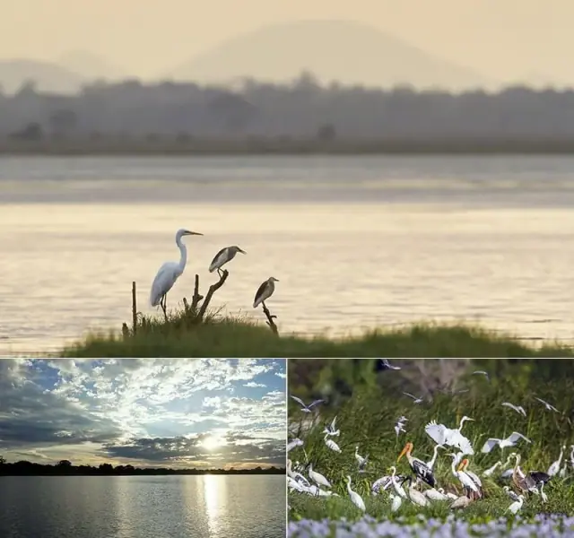 Herons and water birds at golden hour