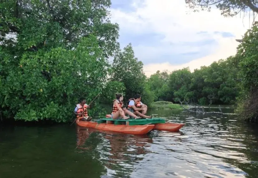 Catamaran boat gliding through the mangroves