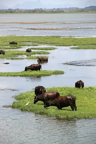 Water buffalo grazing in the wetlands