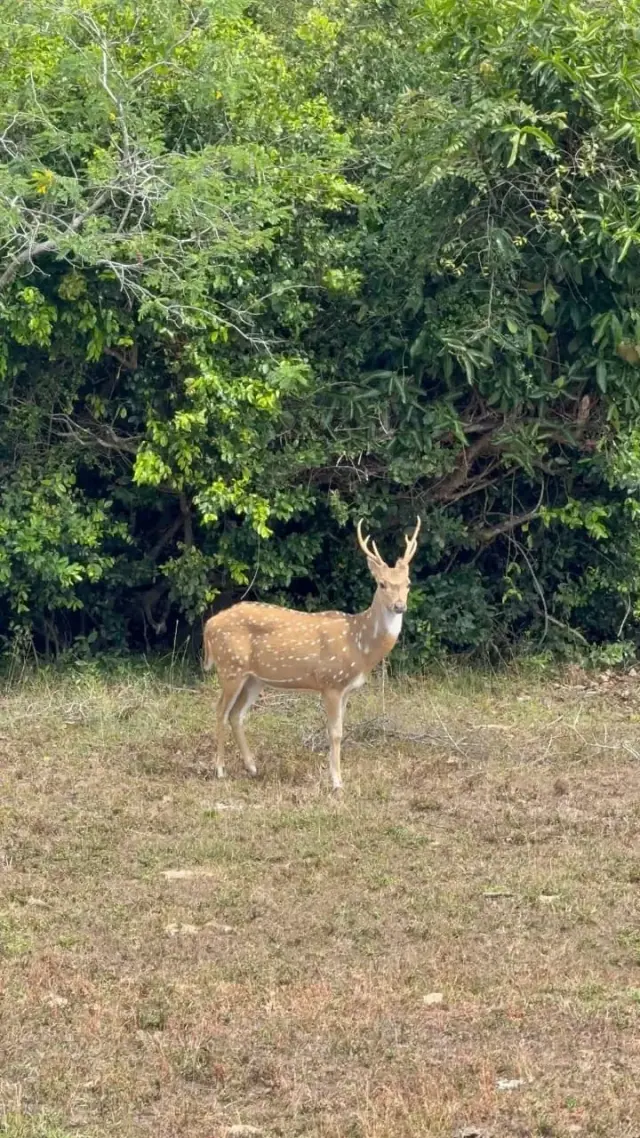 Spotted deer in the dry-zone forest