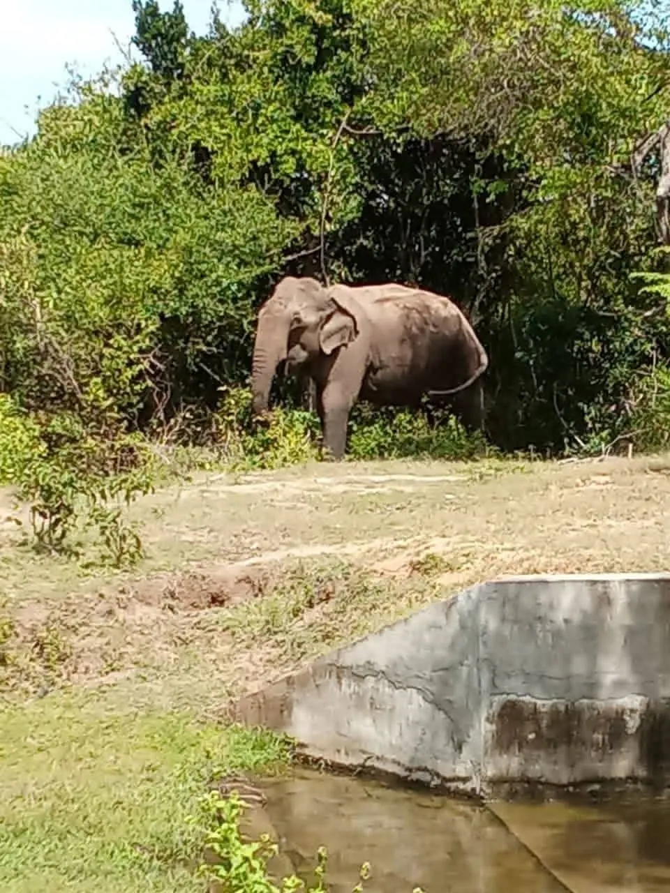 Elephant near a jungle waterhole