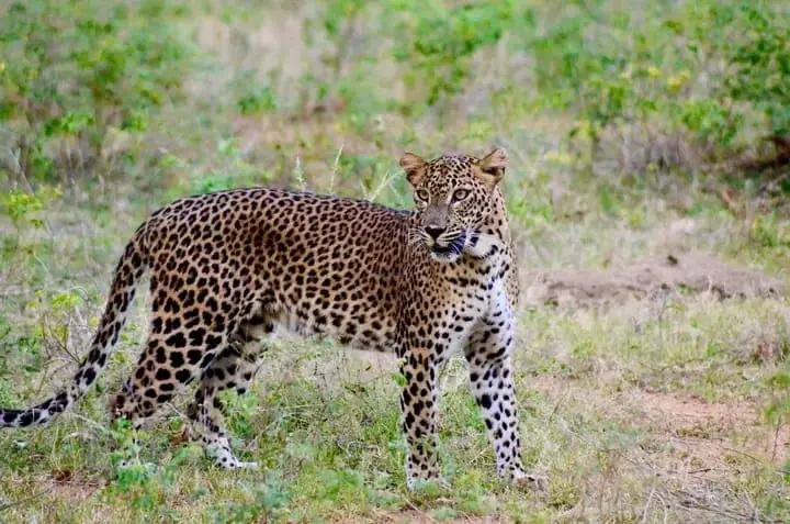 Sri Lankan leopard walking in the grassland