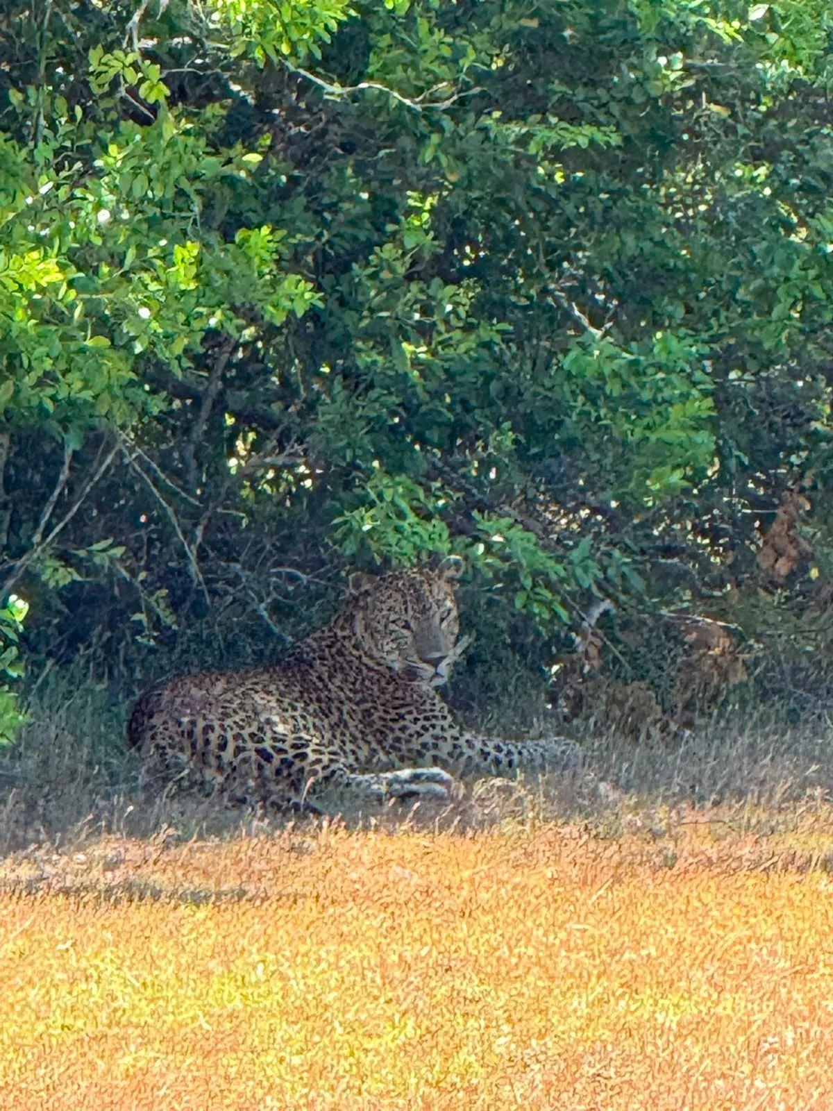 Close-up of a Sri Lankan leopard