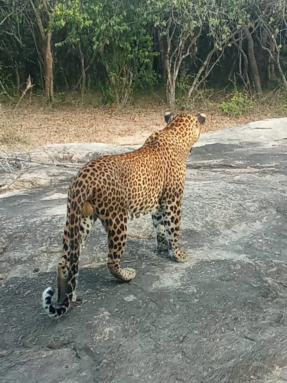 Leopard resting on a rock in the reserve